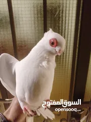  9 بولنديات نخب ولا غلطة