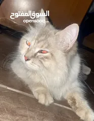  2 قطه سيبيريه