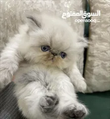  1 قطط هملايا بيور