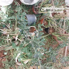  5 شجرة نخيل وعدد من أشتال صبار الألوفيرا خريبة السوق الجويدة الكيبو