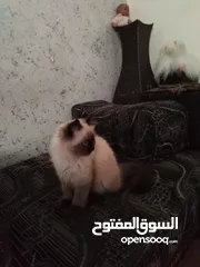  4 أقل سعر بسوق قط همالايا شوكليت بيور معو دفتر المطاعيم