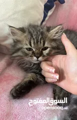  3 -mixed (scottish fold dad & siberian mom)