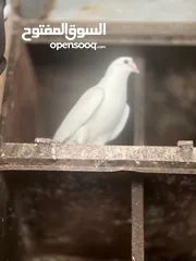  3 حمام مشكل أجنبي وبلدي بسعر حرق