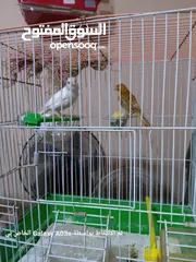  2 طيور كنار جاهزات للإستفسار