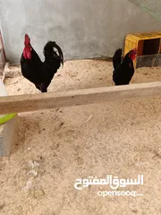  3 دجاج تهجين لوهمان وجيرسي الأسود