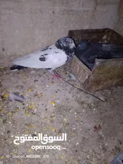  1 جوز حمام طيره قلاب مختومه ام فراخ وفحل باكستاني