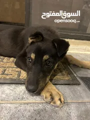  2 mix german shepherd and rottweiler 4 months old جرمن تشبير مكس روت ويلير العمر أربع شهور