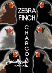 1 طيور زيبرا إنتاج 2024