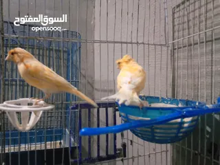  11 طحشت كنار بالصلاة على النبي صحة ونظافة كلهن من انتاجي الله يبارك لصاحب النصيب
