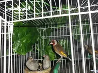  1 جوز حسون بلديات مع فراخو