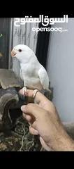  3 ببغاء دره البينو ابيض عين حمرا اليف جدا ما عندو عض نهائيا ثوب كامل جناح كامل محجل بداية كلام عمر صغي