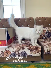  2 قط شيرازي أبيض White Male Persian Cat