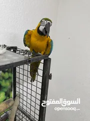  9 حبتين مكاو للبيع