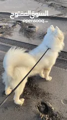  3 Male Samoyed imported from Ukraine with pedigree