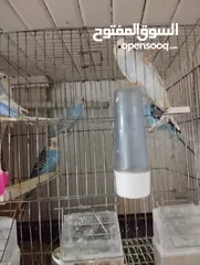  4 Parrots and cage