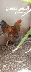  8 "جوز براهما ثقيل ونظيف – عمر سنة"