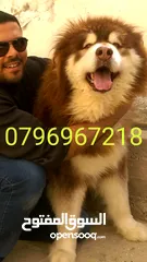  8 Pomeranian   Samoyed    Giant Malamute