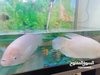  1 Fish Gourami big one and small one