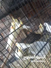  10 كوكتيل للبيع