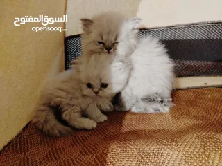  9 كتن هملايا عمر 45 يوم للبيع بسعر مغري