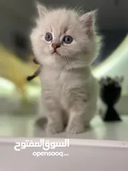  3 قطة هملايا