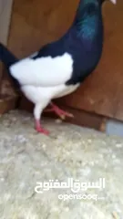  9 حمام  للبيع