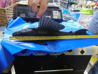  3 أكبر سمكه زبال في الاردن