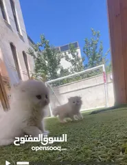 7 جاهزين لبيتهم الجديد سكوتش فولد العمر شهرين وعشر ايام متعودين ع دراي فود واللتر بوكس لعوبين حلوين لت