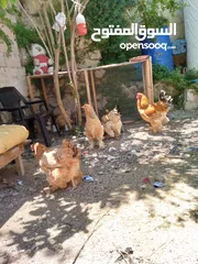  17 بيض دجاج براهمي وباكستاني