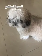  4 بيع كلبة منزلية وديعة جداً