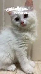  4 برتش مكس شيرازي