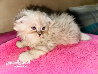  7 قط شيرازي سكني