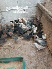  3 فرخات عمر شهر ونص مطعمات جاهزات سراحات صحه وعافيه ولله الحمد