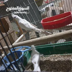  6 جوز كوكتيل البينو تحته ثلاث فراخ