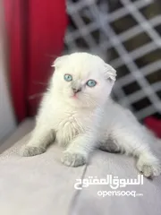  5 سكوتش فولد الييع