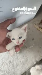 8 kitten 1month aged