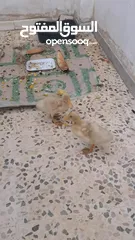  6 بط للبيع عدد 2 عمر شهرين
