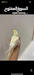  3 كروان لاتينو