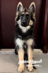  1 German shepherd female puppy