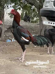  1 دجاج باكستاني اصيل بيور