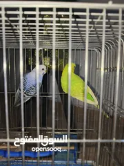  18 طائران من طيور الحب ( البادجي ) عرض جديد