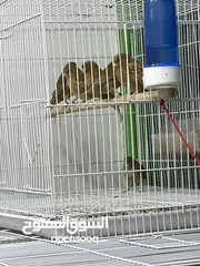  3 يوجد طيور كناري مميزة وجميلة في الخليل