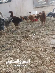  5 دجاج عرب وفيومي للبيع