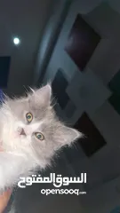  2 قمر قط سكوتش ستريت انثى متاح بسعر مميز
