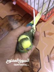  1 فحل حب شبه الف سعر مغري جدااا