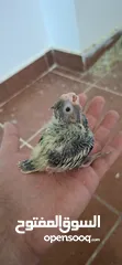  2 فــــــراخ روز وفــــــراخ كوكتيـــل للـــزق اليــــدوي