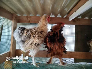  6 طقم دجاج كرلي للبيع