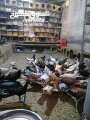  3 حمام مشكل للبيع