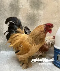  6 للبيع -ديوك (براهيمي )حجم كبير وفخم بسعر ولا بالخيال الواحد 20دينار والكوم 50 الحق حالك