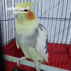  7 التواصل عبر الوتس اب عصافير حب وكوكتيل حجم جامبو كبير مفتلات والبينه وعادي